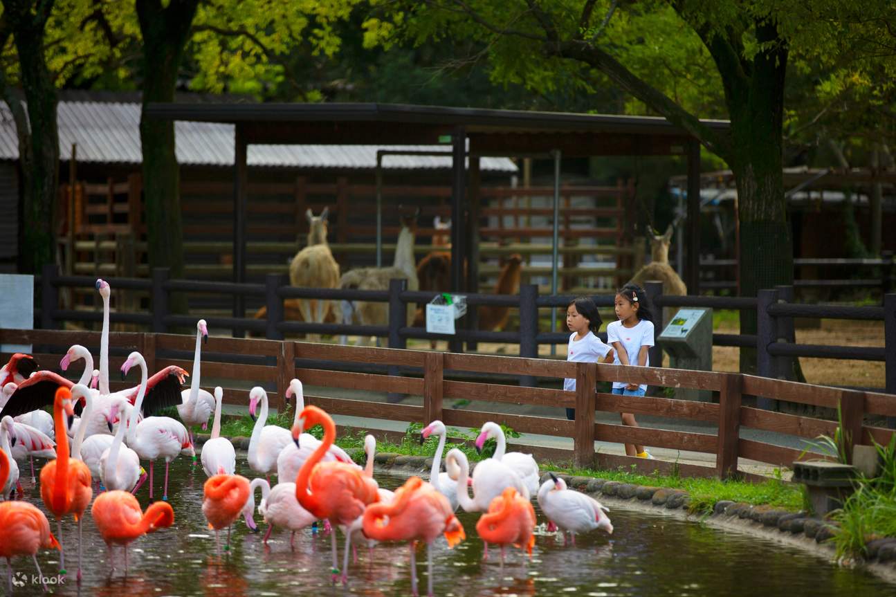 ฟุกุโอกะ | ประสบการณ์ถ่ายภาพมืออาชีพสำหรับคู่รัก ครอบครัว พ่อแม่ลูก และทริปท่องเที่ยว | บริการภาษาจีน/กวางตุ้ง/อังกฤษ